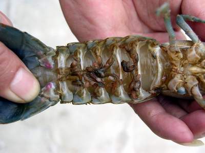 ������Ϻ